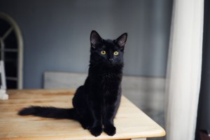  Black cats have long been associated with spooky superstitions