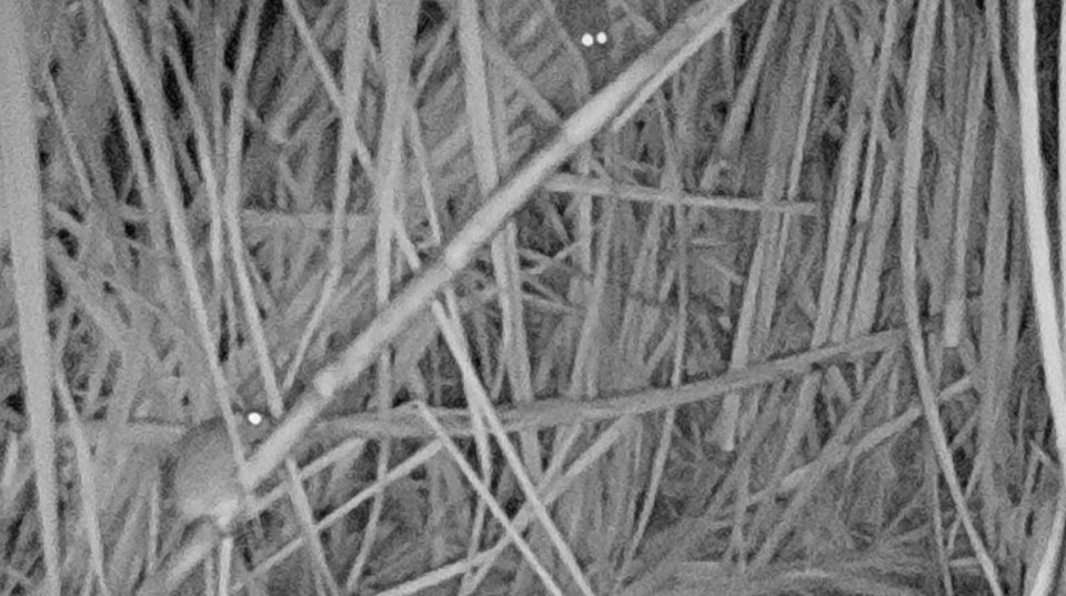 Photos of rats in the sugarcane crops