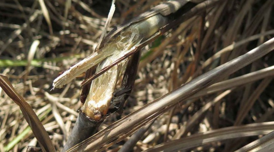 The rats have destroyed huge sums of crops