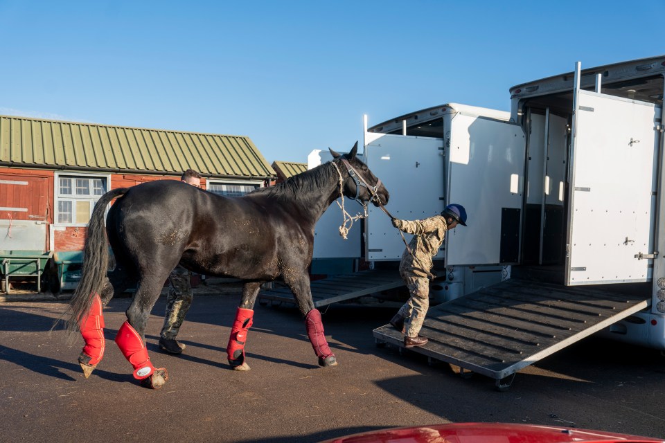 Start of a journey into history as one of the horses head into a box and then to London