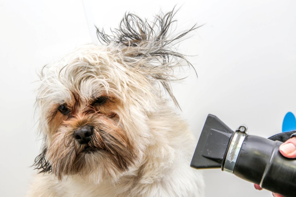 A pet expert has revealed 10 tips that could HALVE dog ownership costs