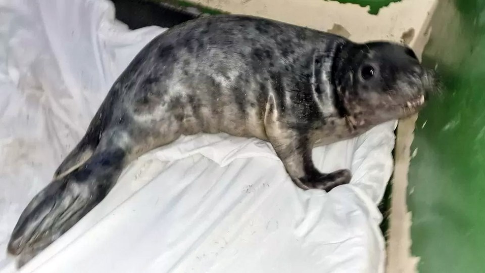 Seal pup Hector (pictured) was ‘bounced’ ashore in Guernsey by stormy seas