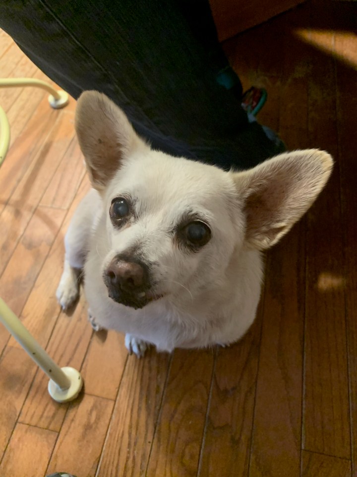 Spike, a Chihuahua mix from Camden, Ohio, is officially the world's oldest dog aged 23 years and 7 days old