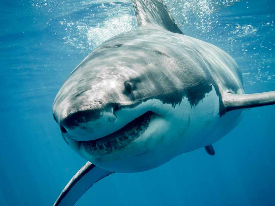 Naturalist Hayley Bisofsky-Pope said it makes sense that a great white shark could be in British waters