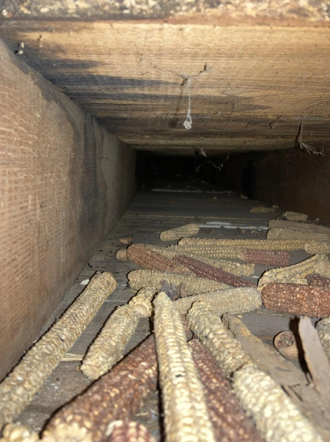 The homeowner discovered a stash of corn under his floor