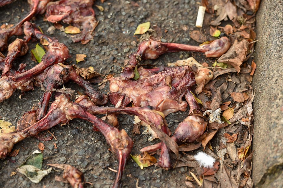 Meat and bones in Tolladine, Worcester, which has been named one of Britain's 'grimmest suburbs'