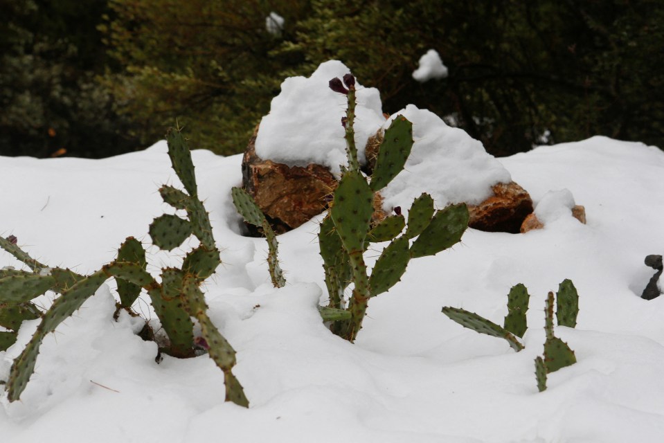 Prickly pears were blanketed in snow