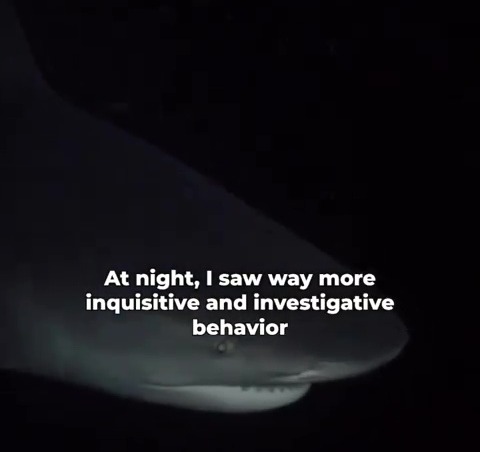 Footage from Rosie's terrifying nighttime dive with bull sharks who are certainly not 'shy' at night