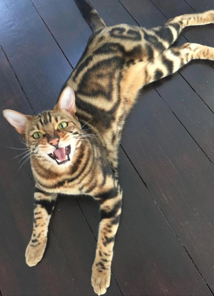 Sirius the bengal cat from Bexley is our star of the week