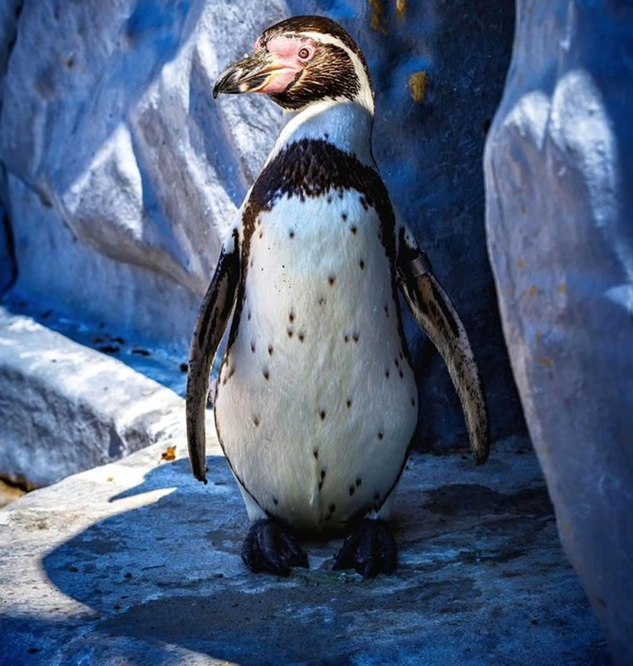 Vets have found a bizarre trick to keep a wildlife park's penguins still for X-rays