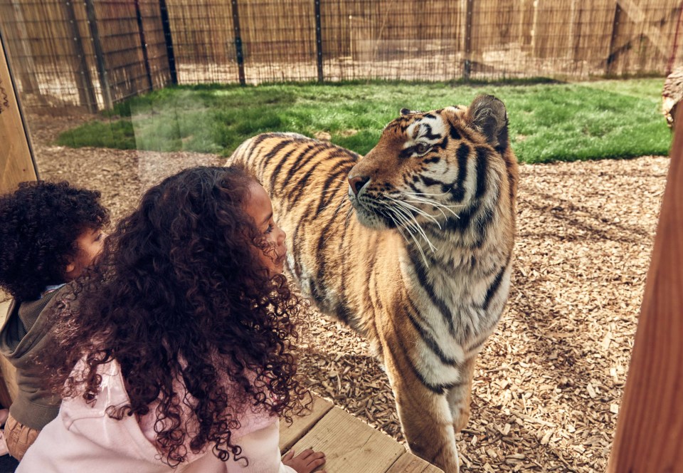  Land of the Tiger at Chessington World of Adventures