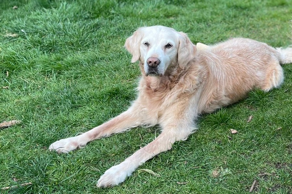 Owner Steff wonders if Lily at 16-and-a-half could be the oldest golden retriever in the UK