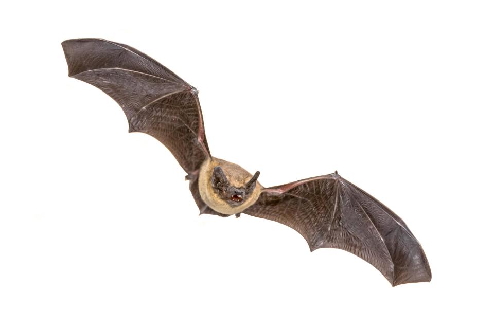 It's an offence to intentionally or recklessly disturb the species of bats found