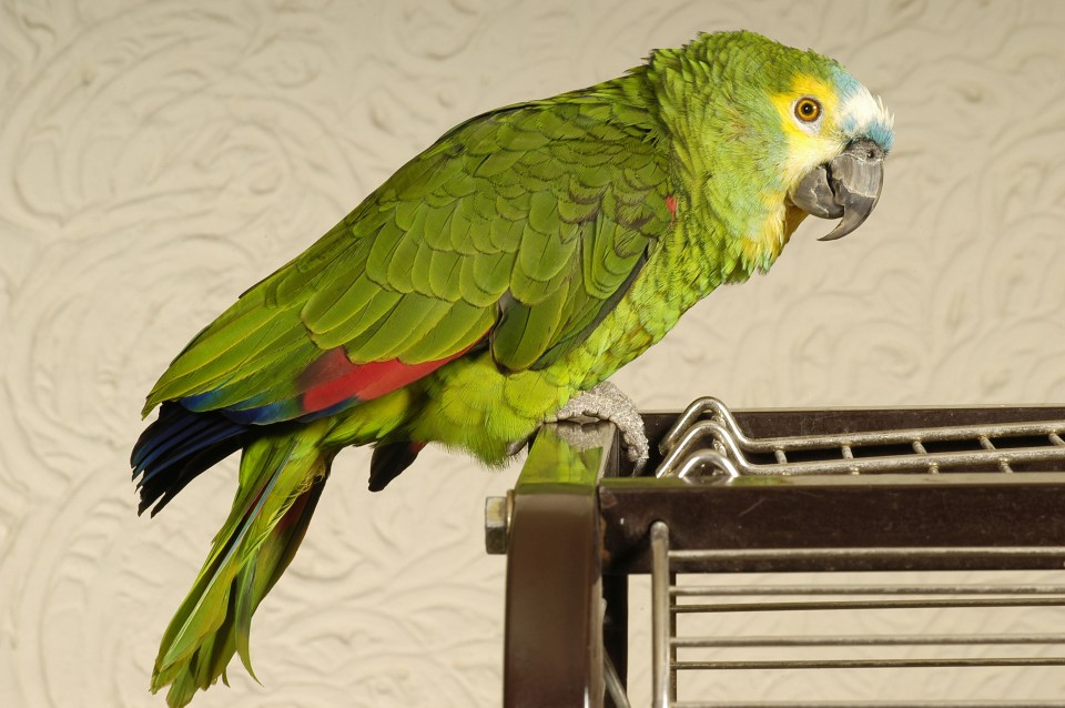 This week Sean helps the owner of a parrot who keeps mimicking the doorbell