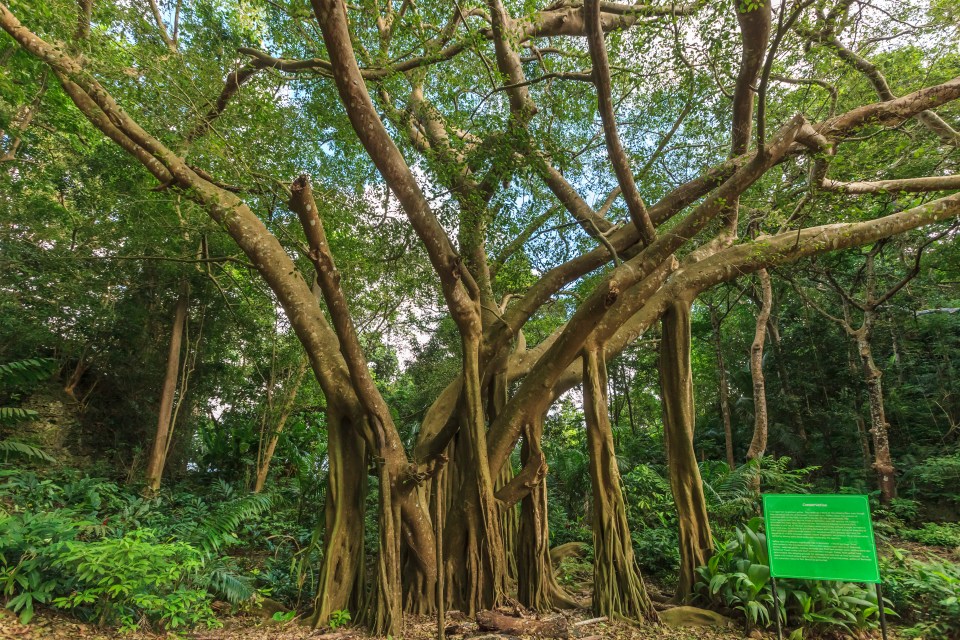 a tree with lots of branches and a sign that says ' ficus ' on it