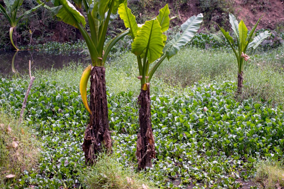 Can you spot the sneaky crocodile lurking in the undergrowth?