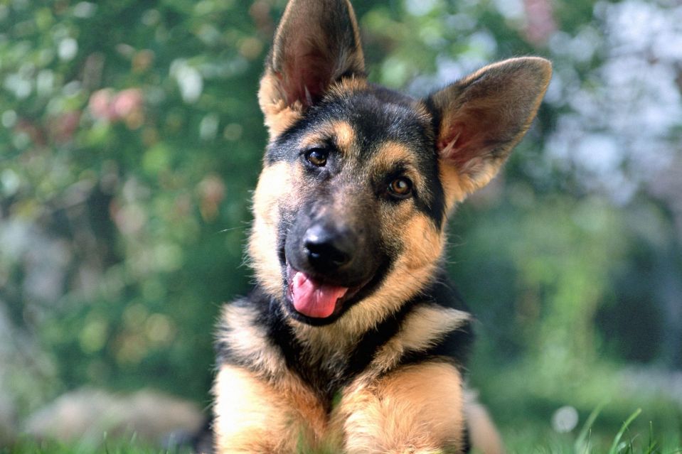 Sean answers a question about a German Shepherd puppy who likes to bite