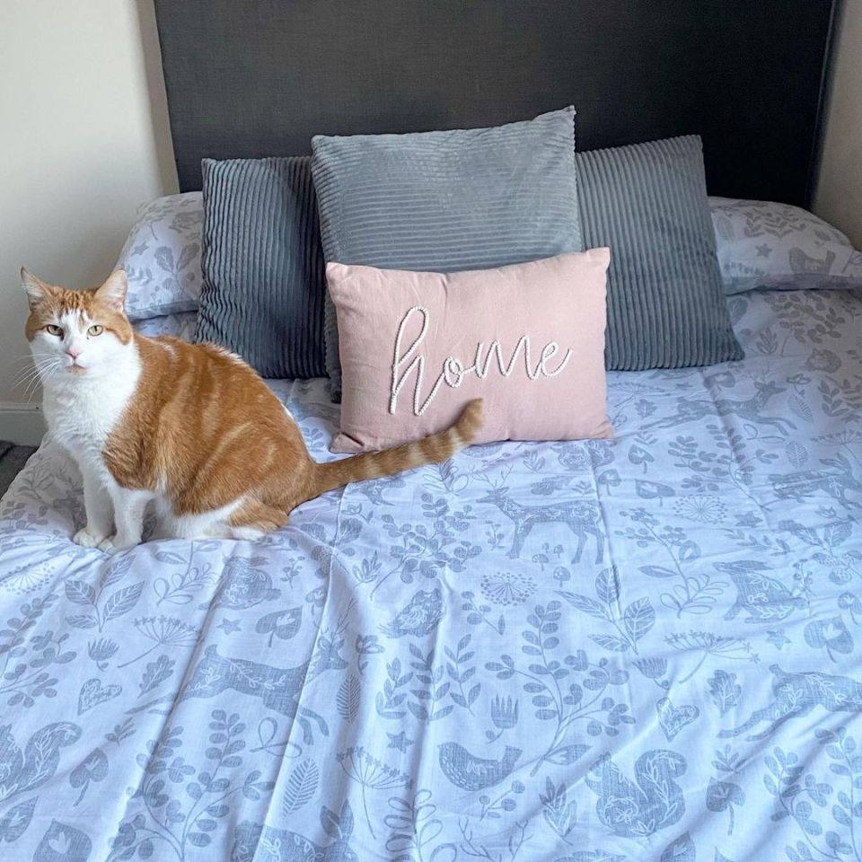 Hannah changes the cats sheets in their bedroom once a week