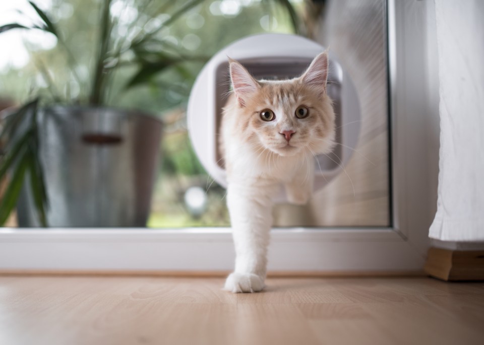 Sean helps a reader whose feline has developed a fear of using the cat flap