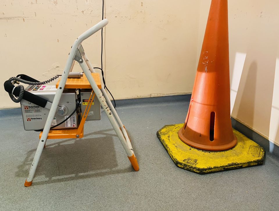 Vets at Curraghs Wildlife Park on the Isle of Man have been popping traffic cones over penguins to keep them still for X-rays