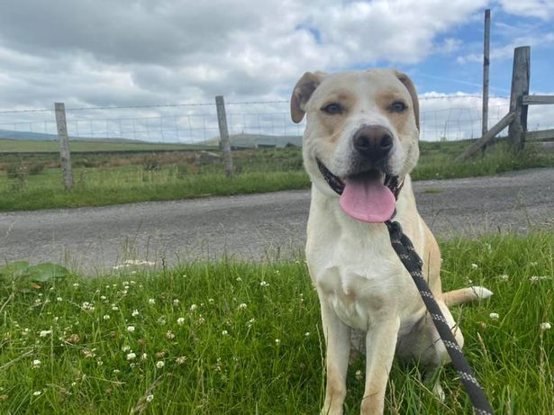 Faye and Ben's rescue dog Riley enjoys the open spaces