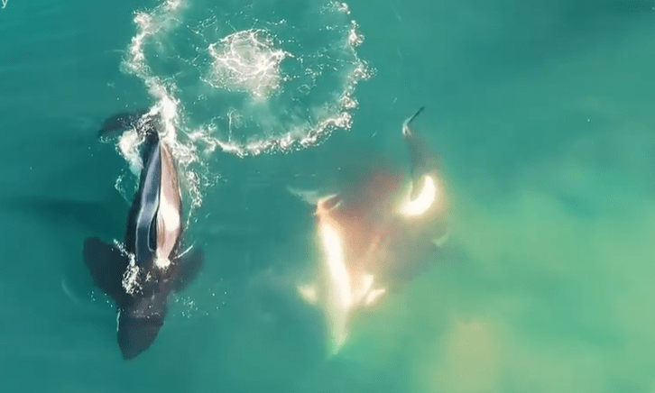 Orcas have attacked sharks in the past