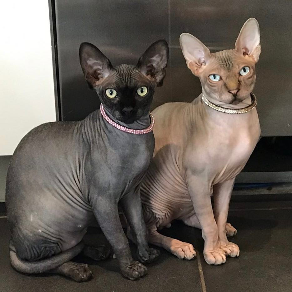 The reality TV star previously gave away her two hairless cats, Hagrid (left) and Dobby (right)