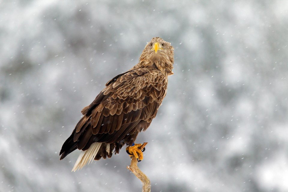 A rare sea eagle reared on the Isle of Wight went to Sweden