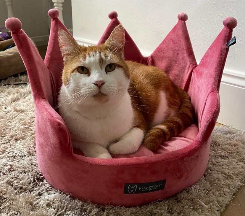 Hannah bought Simba a pink crown cat bed that cost her £50