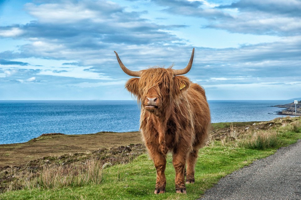 Would I Lie To You’s Lee Mack tried to persuade David Mitchell’s team he’d bought a Highland cow