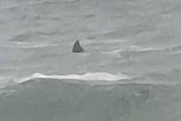 A woman captured an image of what appears to be a shark's fin off the Cornish coast