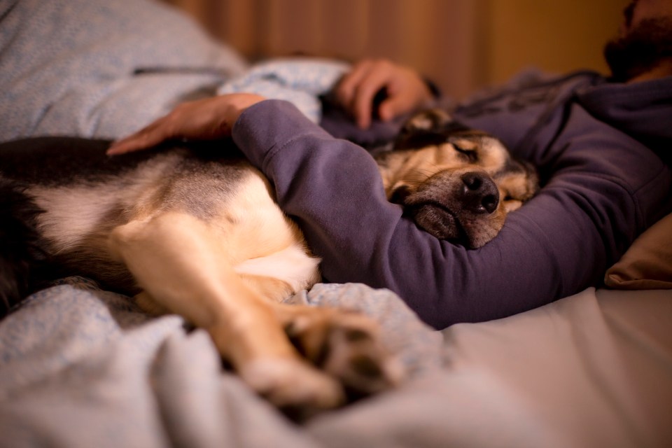 As spring approaches dogs and cats will start shedding their winter coats