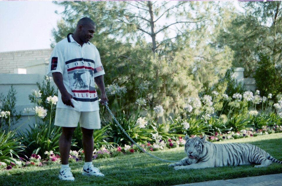 Tyson's tigers were kept in cages in various properties