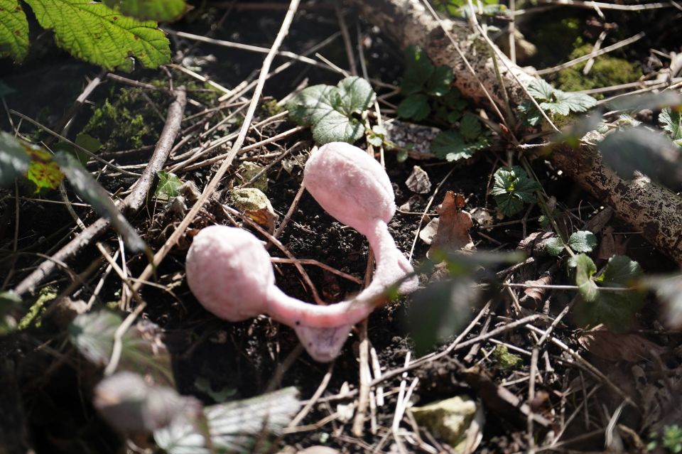 A pair of child ear muffs have been found in the hunt for the missing baby of Constance Marten and Mark Gordon