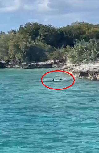 The pair can be seen splashing in the sea as horrified tourists scram