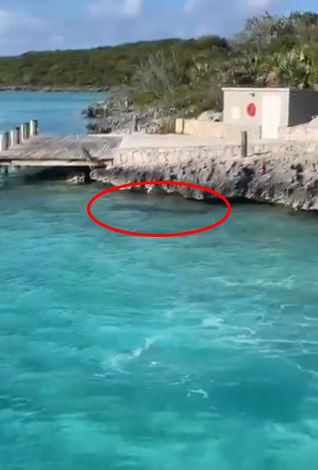 The shark, circled, can be seen lurking in the water as the dog jumps off the wooden platform