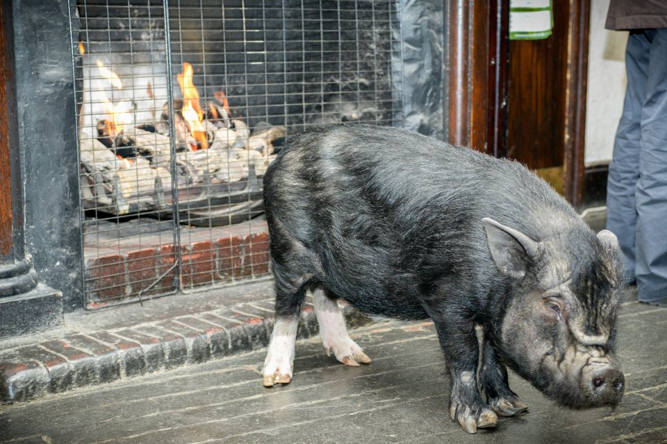 Frances Bacon is a pot-bellied pig who lives in a pub in London