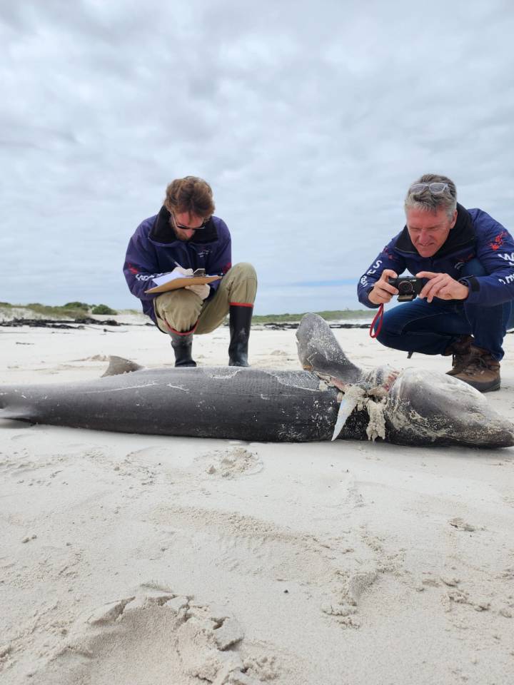 Now 17 sharks have been left mutilated with their livers missing