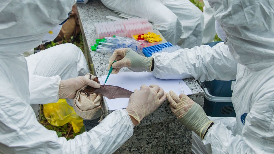 Researchers studying bat coronaviruses at the Wuhan Institute of Virology