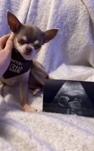 Scarlett recruited her pet chihuahua with her big announcement