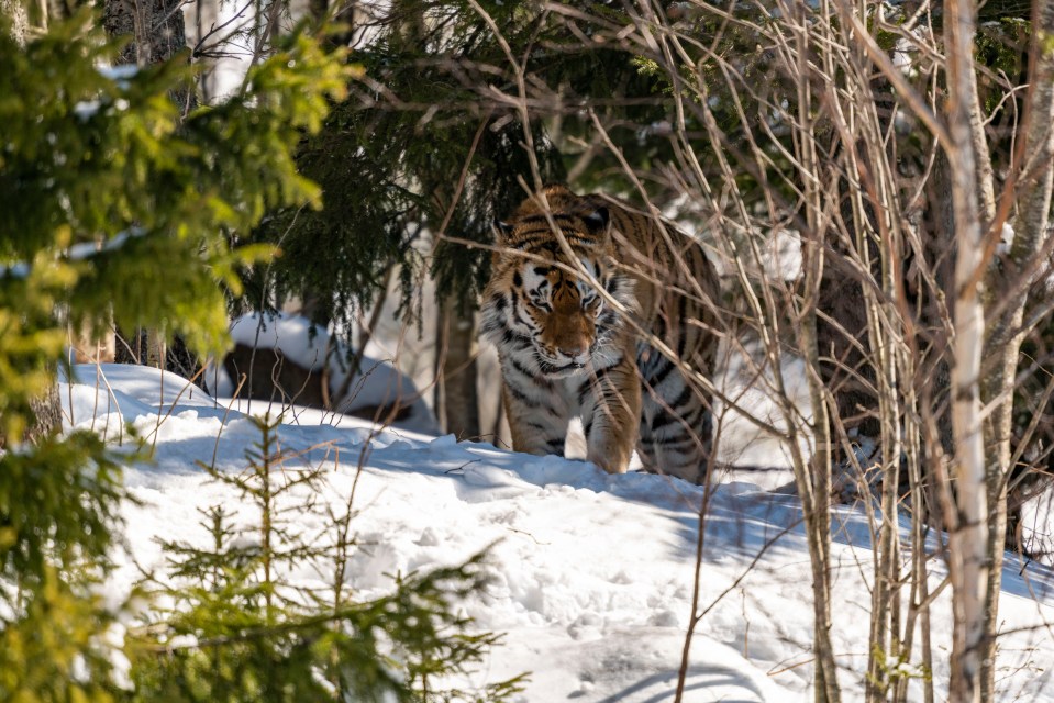 The tiger stalked through the snowy setting under the sun