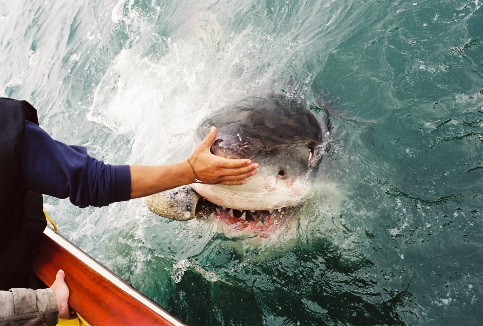 Kemper with his hand on the snout of the beast