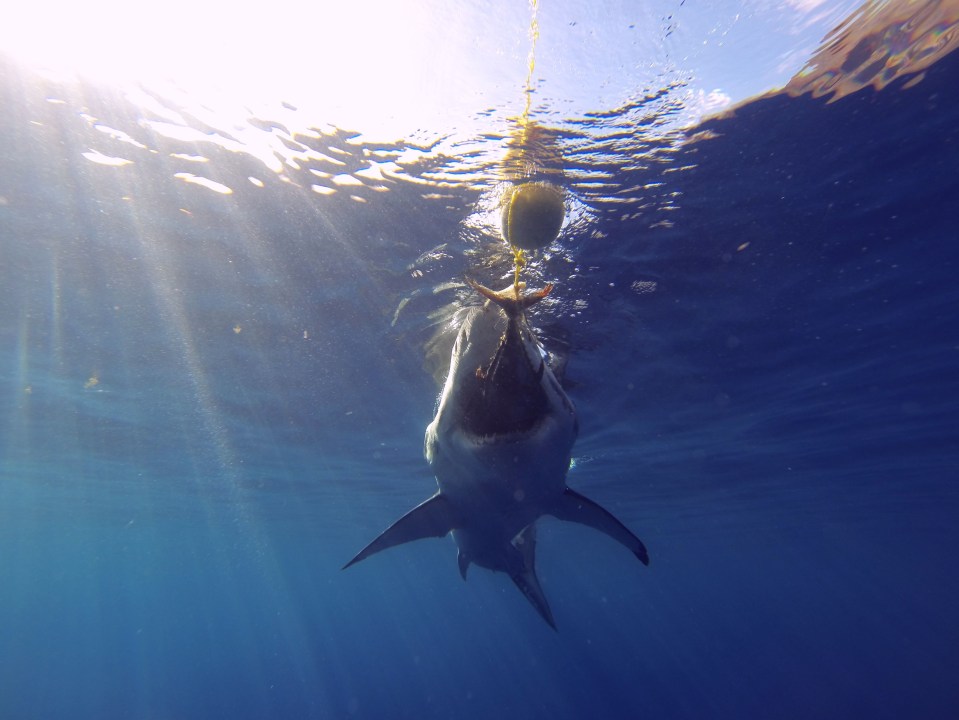 Kemper doesn’t use a shark cage as it ‘cannot create the same experience’