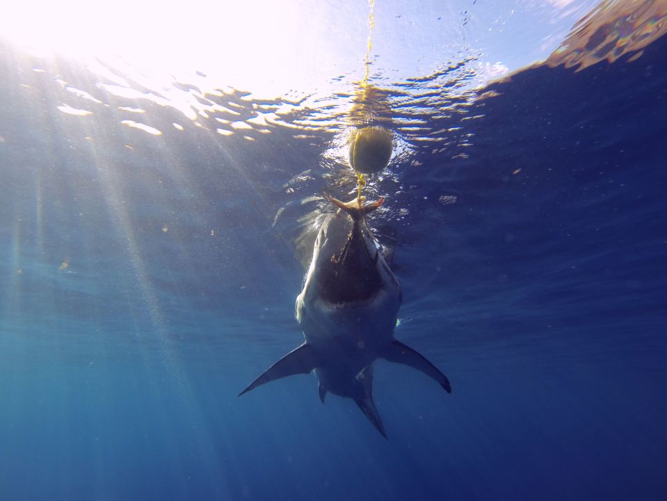 Kemper doesn't use a shark cage as it 'cannot create the same experience'