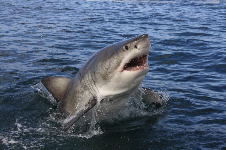 The payoff for his dangerous work was the incredible shots of the sharks