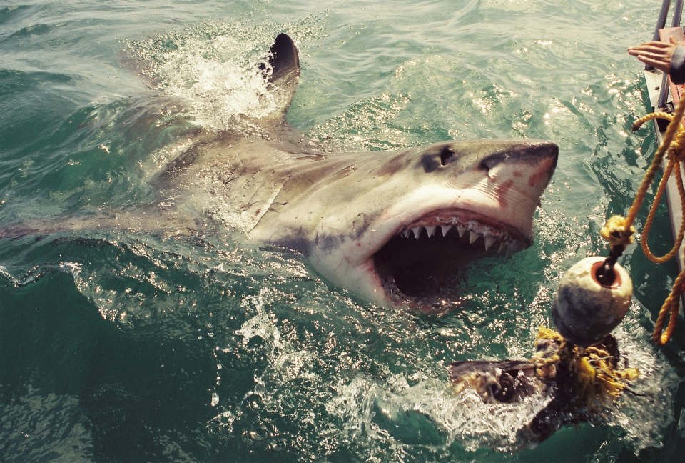 Christian Kemper is isn’t afraid to place himself in danger to capture sharks frighteningly close