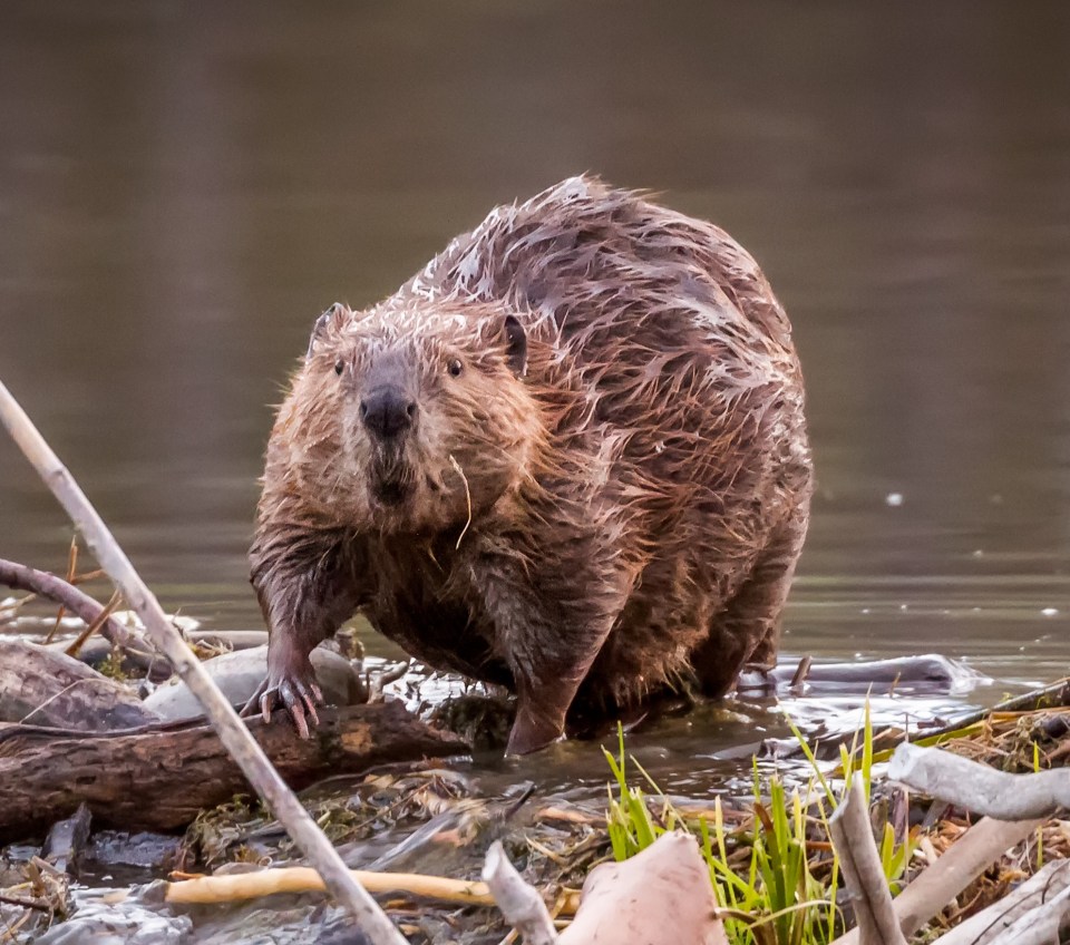 Castoreum is a sugary flavouring that’s made from secretions of glands found near a beaver’s anus