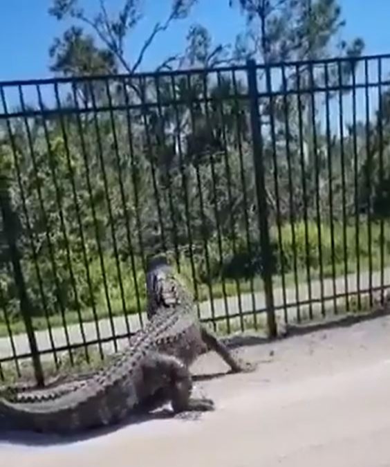 The alligator launches an aggressive assault on the fencing