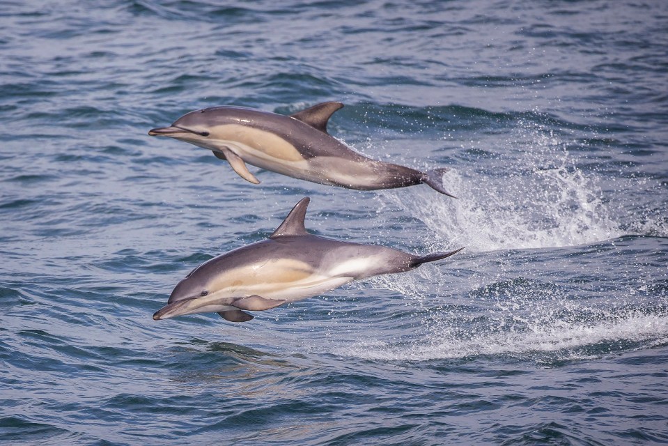 Dolphins are often spotted swimming past the shore at Longsands and Cullercoats