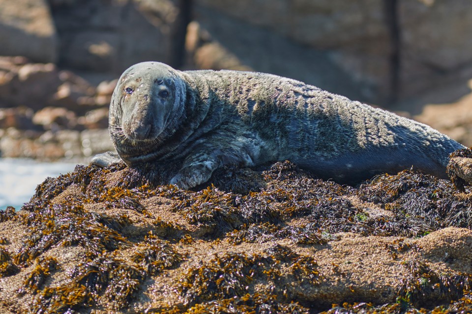 Holidaymakers can swim with seals on the islands